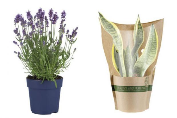 Bournemouth Echo: (Left) English Lavender and (right) Air Purifying Plant (Lidl/Canva)