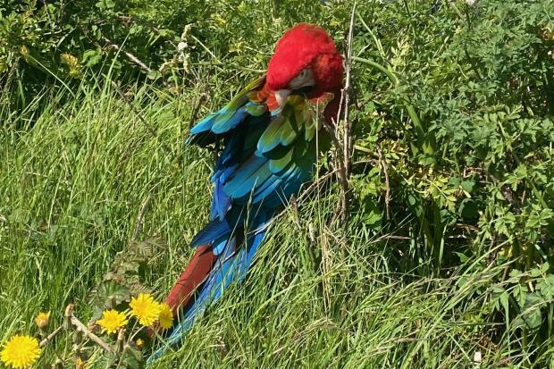 Scarlet macaw parrot spotted along the sea wall.