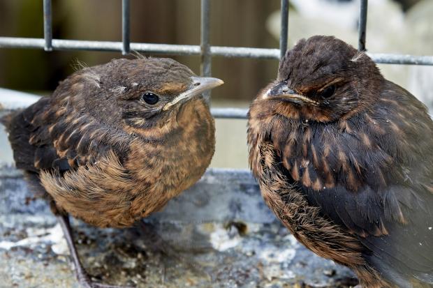Bournemouth Echo: A pair of fledgling blackbirds. Picture: RSPCA