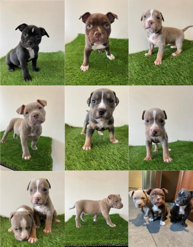 Bournemouth Echo: Nine American bulldog puppies were stolen last month