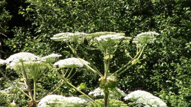 Bournemouth Echo: Giant Hogweed or Cow Parsley. (SWNS)