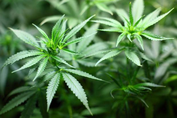 Bournemouth Echo: Cannabis shouldn't be legalised, according to PCC David Sidwick. Picture by Pixabay