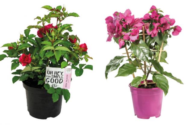 Bournemouth Echo: (left) Garden Rose and (right) Bougainvillea (Lidl/Canva)