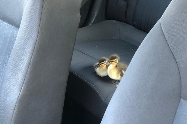 Ducklings in the back of a police car. Picture by Bournemouth Police
