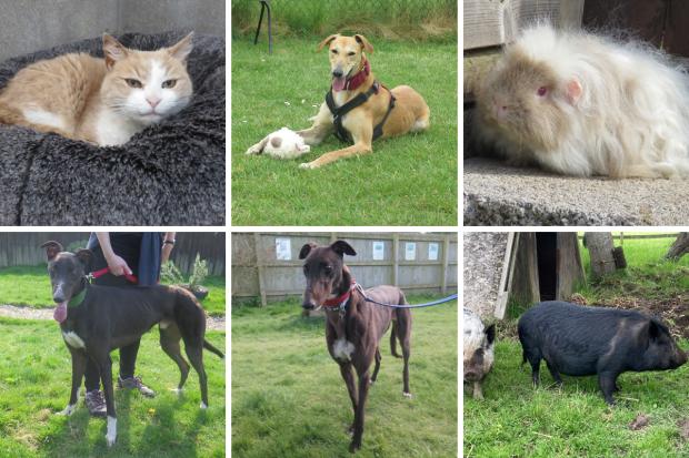 Margaret Green Animal Rescue is looking to find homes for these animals