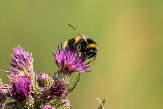 Bournemouth Echo: Sean McMenemy advises planting bee-friendly flowers . Picture: Sean McMenemy