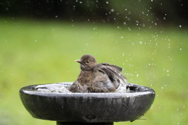 Bournemouth Echo: For family homes, Sean recommends bird baths over a pond for safety reasons. Picture: Sean McMenemy
