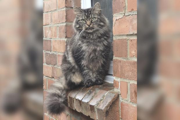 Bournemouth Echo: Clark, a cat killed in Ringwood Road, Poole. Picture: The Carter family