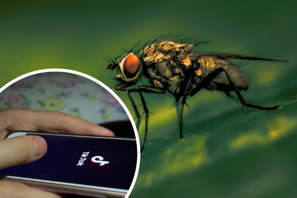 'Insane' TikTok hack reveals simple way to keep flies out of your home