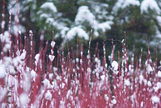 Snow in Poole Park . Taken by Kasia Nowak.