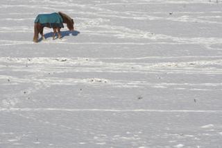 A pony in a snow covered field near Swanage. 