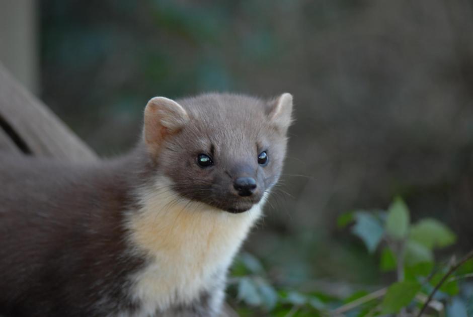 Pine martens have returned to the New Forest 