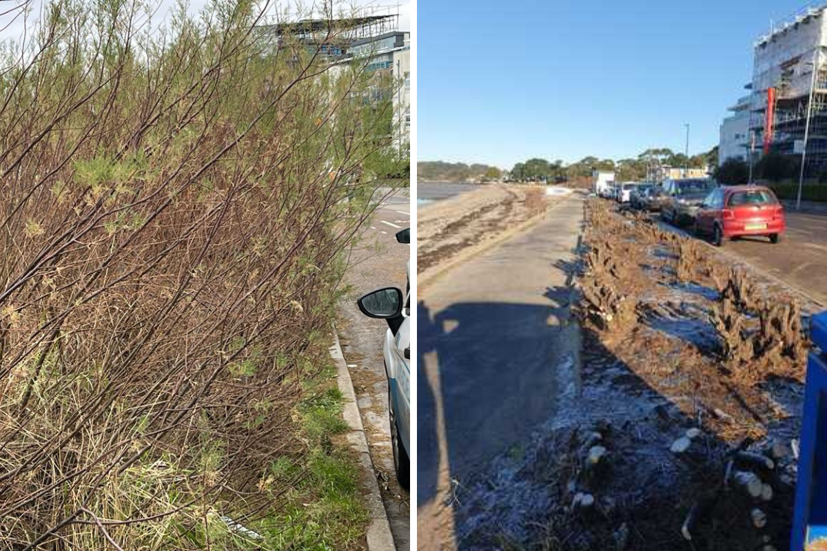 Sandbanks hedgerows undergo controversial coppicing project - Vimarsana News