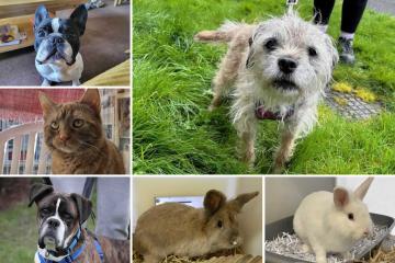 Dorset RSPCA: 6 pets who are looking for forever homes
