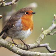 Eyes to the skies for the RSPB's Big Garden Birdwatch