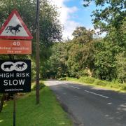 A 40mph speed limit applies on all unfenced roads in the Forest.