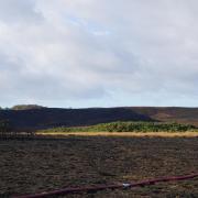 Aftermath of Studland heath fire