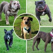 Five dogs looking for loving homes. Picture: Waggy Tails Rescue
