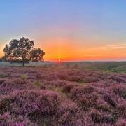 The New Forest has been named the best national park in Europe and the tenth best in the world. Picture: Antony Lowe.