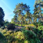 Wooded heath at Penelope Park on Brownsea Island - shows the re-emerging heath and what the island will look like in future. Picture: National Trust/Olivia Gruitt