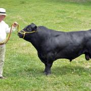 AUSTRALIAN LOWLINE WESSEX CATTLE.Picture by Adam Fradgley.Pictured:  Geoff Roper owner with Bull called Conker.