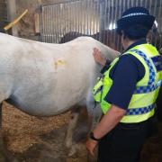 The stolen horse. Picture: Dorset Police Rural Crime Team
