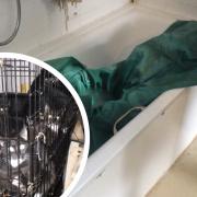Cats in Mark Blazey's flat / the bath in his flat. Pictures: RSPCA