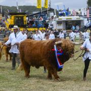 Cattle in the main ring during the Grand Parade of Livestock at the Dorset County Show at Dorchester - 4th September 2022.  Picture Credit: Graham Hunt Photography