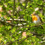 Undated Handout Photo of a robin sitting on a hawthorn. See PA Feature GARDENING Trees. Picture credit should read: Alamy/PA. WARNING: This picture must only be used to accompany PA Feature GARDENING Trees.