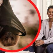 Naga Munchetty begs fans for help after bat brought into her home (Steve Schofield/BBC/Canva/PA)