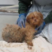 Dogs rescued from the puppy farm. Picture: Margaret Green Animal Rescue