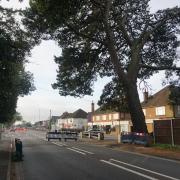 Tree in New Road
