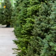 Win a real Christmas tree with BH Christmas Trees