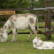 People could be fined £1,000 for feeding or petting ponies and donkeys in the New Forest