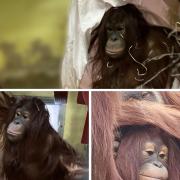 Orphan orangutan Kayan has settled in at Monkey World in Dorset