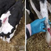 A Dorset livestock haulier has been told to pay more than £6,000 after causing 'unnecessary suffering' to a group of calves on their way to a slaughterhouse