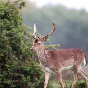 Trev Stadd took this image of a stag in the New Forest