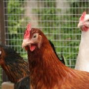 This is how you can prevent catching bird flu, says the NHS