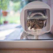 Cat owners have less than two weeks to act before they could face a fine of up to £500 for not having their pet microchipped