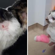 Injuries to Tallulah the cat caused by Harry Taberner