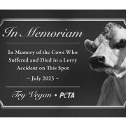 Animal rights group calls for memorial on roundabout where two cows died