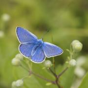 A male common blue butterfly