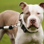 XL Bully owners have less than one week left to exempt their dog from the law