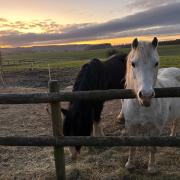 Horses at Horserenity, Kites Farm