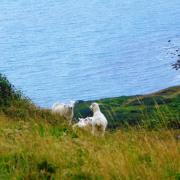 Sheep in Dorset
