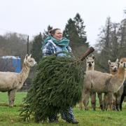 Sue Sears feeding alpacas Christmas trees dropped off at Petlake Alpacas of the New Forest in Bartley.
