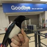 Bye bye birdie: Magpie checks out of Bournemouth Tesco