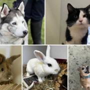 Can you give any of these Dorset pets a home?