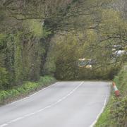 Fallen tree on the A350 Poole Road