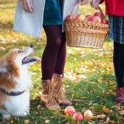 Can dogs eat apples? They should avoid eating the core and pips but the rest of an apple is safe for them to eat and benefits their health